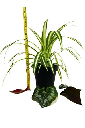 Chlorophytum Comosum Kurdele Çiçeği
