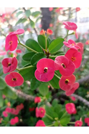 Çok Avantajlı Dikenler Tacı Çiçekli Ithal Hollanda Milli (somon)