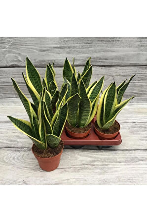 Sansevieria - Paşa Kılıcı - Peygamber Kılıcı Bitkisi 20-30 Cm