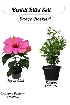 Japon Gülü (Pembe) ve Filbahri – Saksılı, Çiçekli, Bahçeye Uygun 2’li Paket