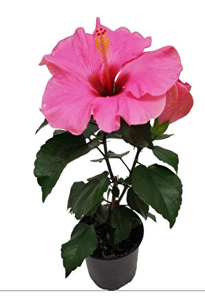 Japon Gülü (Pembe) ve Filbahri – Saksılı, Çiçekli, Bahçeye Uygun 2’li Paket