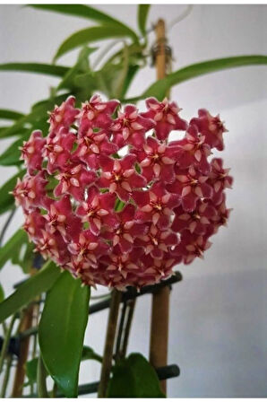 Mum Çiçeği Kırmızı 20-25 cm Ev Salon Bitkisi Hoya Carnosa Iç Mekan Bitkisi