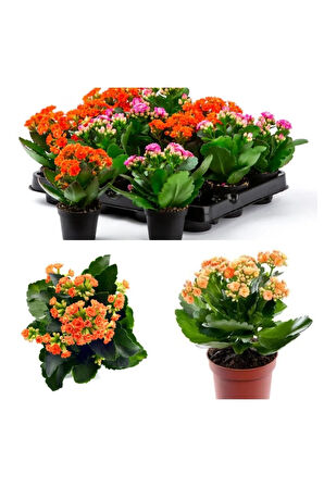 Kalanchoe Çiçeği Kalanşo Emel Hanım Karışık Renkli 3 lü Set Saksılı Sarı Pembe Turuncu