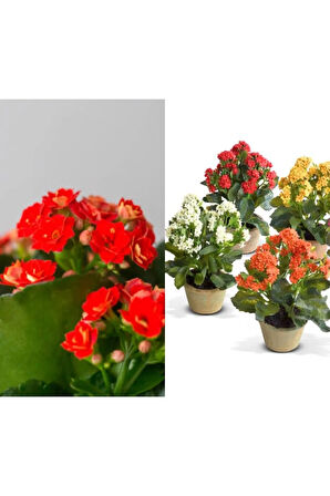 Kalanchoe Çiçeği Kalanşo Emel Hanım Karışık Renkli 3 lü Set Saksılı Sarı Pembe Turuncu