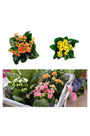 Kalanchoe Çiçeği Kalanşo Emel Hanım Karışık Renkli 3 lü Set Saksılı Sarı Pembe Turuncu