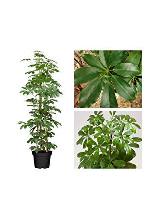 Yeşil Şeflera Tek Dallı Salon Bitkisi Schefflera 70-80 Cm Iç Mekan Bitkisi