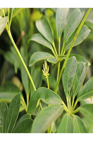 Yeşil Şeflera Tek Dallı Salon Bitkisi Schefflera 70-80 Cm Iç Mekan Bitkisi