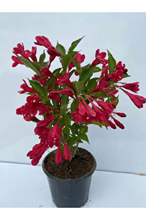 Özel Set Kırmızı Renk Vangelya Gelin Tacı Çiçeği & Kokulu Beyaz Filbahri Çiçeği