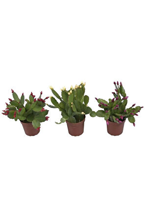 Yılbaşı Çiçeği 3 Adet 6,5 Mini Saksıda Üçlü 1.kalite Iç Mekan Bitkisi