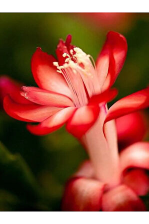 Yılbaşı Çiçeği 3 Adet 6,5 Mini Saksıda Üçlü 1.kalite Iç Mekan Bitkisi