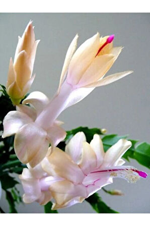 Yılbaşı Çiçeği 3 Adet 6,5 Mini Saksıda Üçlü 1.kalite Iç Mekan Bitkisi