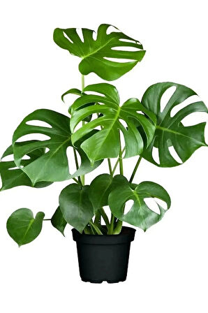 Aşk Merdiveni Fujer Askılı Saksıda/deve Tabanı 60 Cm 2'li Set Salon Ofis Bitkileri