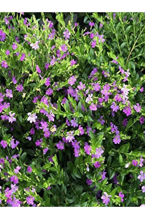 Kufeya Cennet Çiçeği Mor - Cuphea Hyssopifolia 20-30cm (iç Mekan Bitkileri)