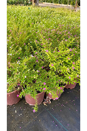 Kufeya Cennet Çiçeği Mor - Cuphea Hyssopifolia 20-30cm (iç Mekan Bitkileri)