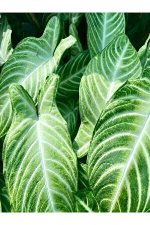 Melek Kanadı Xl Iç Mekan Bitkisi (syngonium Podophyllum 'white Butterfly')