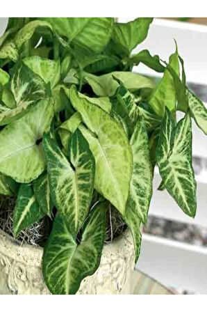 Melek Kanadı Xl Iç Mekan Bitkisi (syngonium Podophyllum 'white Butterfly')