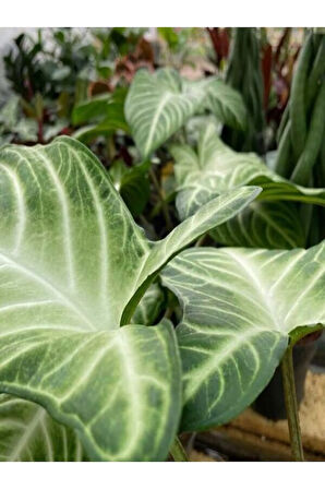 Melek Kanadı Xl Iç Mekan Bitkisi (syngonium Podophyllum 'white Butterfly')