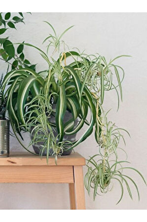 Kurdele Çiçeği Büyük Bol Köklü Iç Mekan Bitkisi (chlorophytum Comosum) 30-50cm