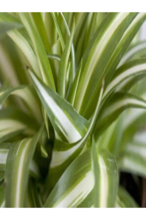 Kurdele Çiçeği Büyük Bol Köklü Iç Mekan Bitkisi (chlorophytum Comosum) 30-50cm