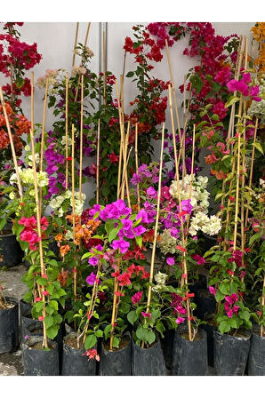 Kampanyalı Pembe Begonvil ve Filbahri – Saksılı Çiçekli Bahçeye Uygun 2’li Paket