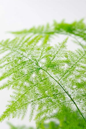 Asparagus Setaceus - Tül Çiçeği - Kuşkonmaz - Ev Ofis Salon Iç Mekan Bitkisi