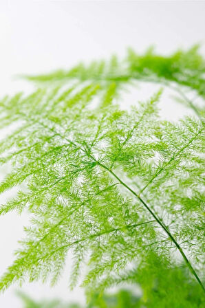 Asparagus Setaceus Kuşkonmaz Mini Ev Ofis Salon Iç Mekan Bitkisi 10-15cm