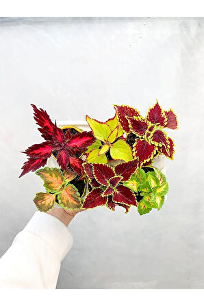 Mini Saksıda 6 Adet Karışık Çeşit Yaprak Güzeli Coleus Set