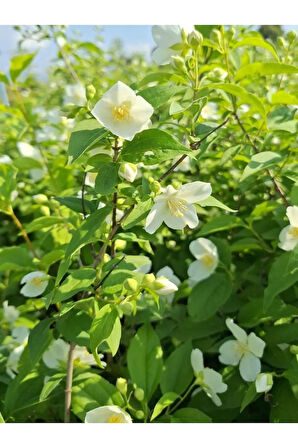 Filbahri (Lagerstroemia indica) – Saksılı Bol Çiçekli Bahçeye Uygun (30-50cm)