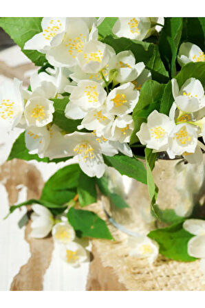 Filbahri (Lagerstroemia indica) – Saksılı Bol Çiçekli Bahçeye Uygun (30-50cm)