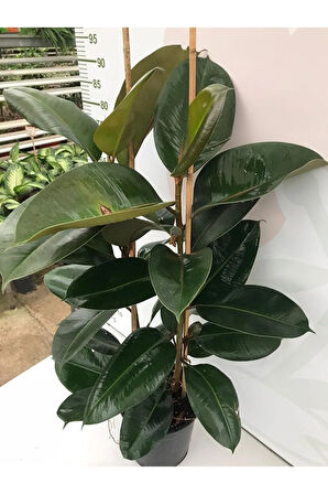 Serada Decor&plant Kauçuk 2 Li - Ev Ofis Çiçeği