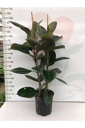 Serada Decor&plant Kauçuk 2 Li - Ev Ofis Çiçeği