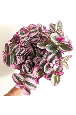 Serada Decor&plant Mor Telgraf Çiçeği Nanouk Zebrina Sukulent 5,5 Cm 1.kalite
