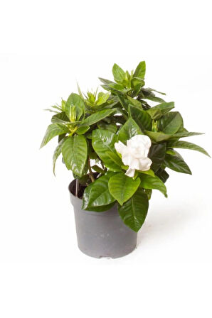 Gardenya Jasminoides Kokulu Gardenya Ev Ve Ofis Bitkisi 30 Cm 1.kalite