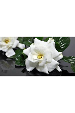 Gardenya Jasminoides Kokulu Gardenya Ev Ve Ofis Bitkisi 30 Cm 1.kalite