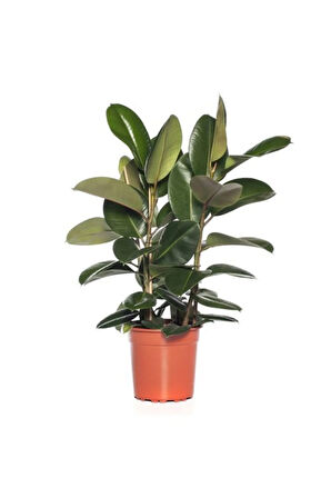 Kauçuk 2 Li - Ev Ofis Çiçeği