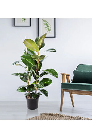 Kauçuk 2 Li - Ev Ofis Çiçeği