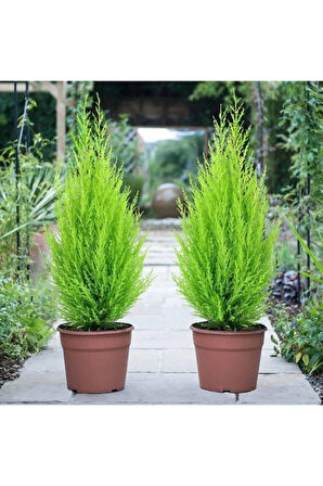 Limon Kokulu Limoni Servi Cupressus Ev Ofis Salon Çamı 30-40 Cm