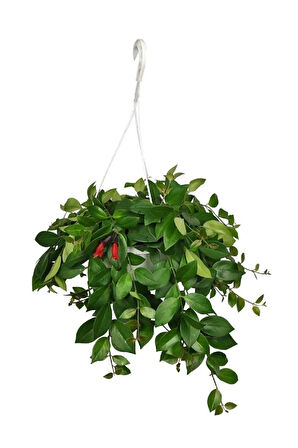 Ruj Çiçeği, Aeschynanthus Sarmaşığı Sarmaşık