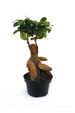 Ficus Ginseng Bonsai 20-30 Cm