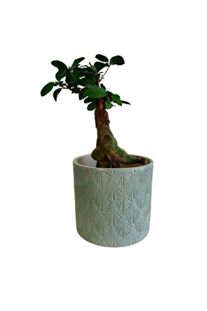 Ficus Ginseng Bonsai 20-30 Cm