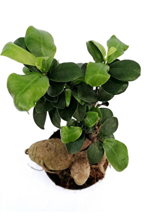 Ficus Ginseng Bonsai 20-30 Cm