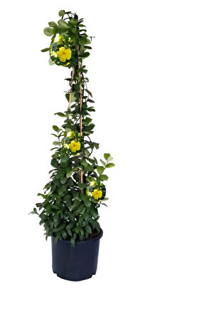 2’li Çiçek Seti Saksılı– Sarı Yasemin & Filbahri (30-50cm Boy Aralığı)