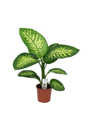 Difenbahya Bitkisi - Dieffenbachia Tropical Snow 30 - 50 Cm