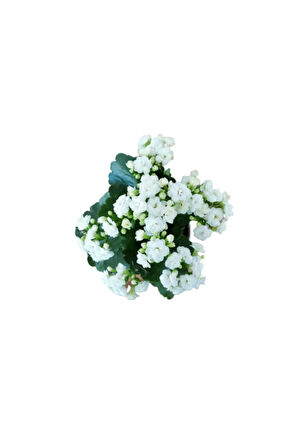 Kalanchoe - Kalanşo Çiçeği (beyaz Çiçekli)