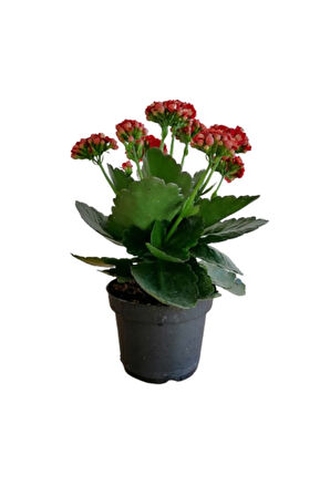 Kalanchoe - Kalanşo Çiçeği (kırmızı Çiçekli)