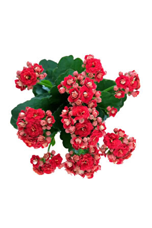 Kalanchoe - Kalanşo Çiçeği (kırmızı Çiçekli)