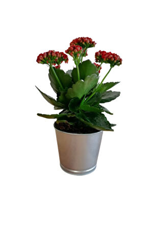 Kalanchoe - Kalanşo Çiçeği (kırmızı Çiçekli)