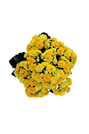 Kalanchoe - Kalanşo Çiçeği (sarı Çiçekli)