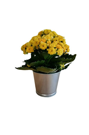 Kalanchoe - Kalanşo Çiçeği (sarı Çiçekli)