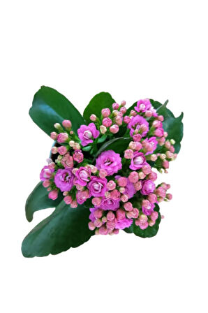 Kalanchoe - Kalanşo Çiçeği (mor Çiçekli)